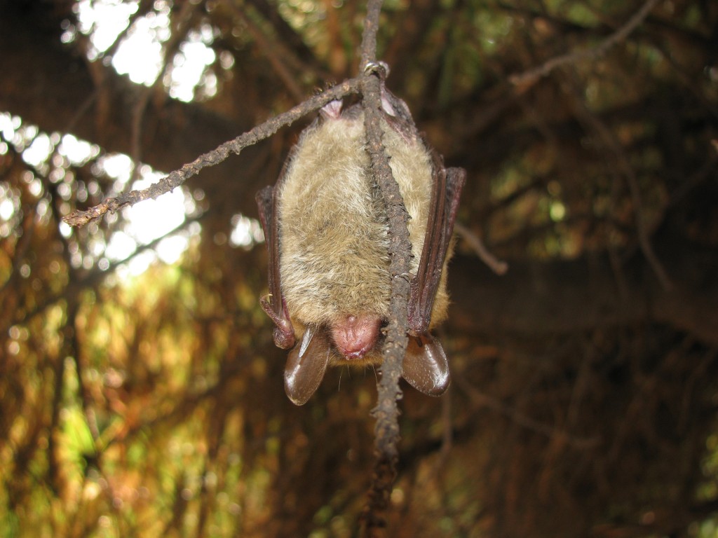 A Northern Long-eared Bat hanging in front of Moore Biology. Photo Credit / Dr. Whidden