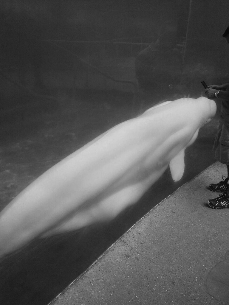 Beluga Whale at Mystic Aquarium in Mystic, Connecticut. Photo Credit / Sarah Borys