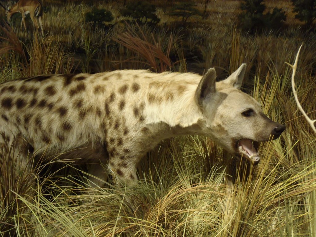 A hyena was one of the many displays in the Schisler Museum. Photo Credit / Rebecca Jasulevicz