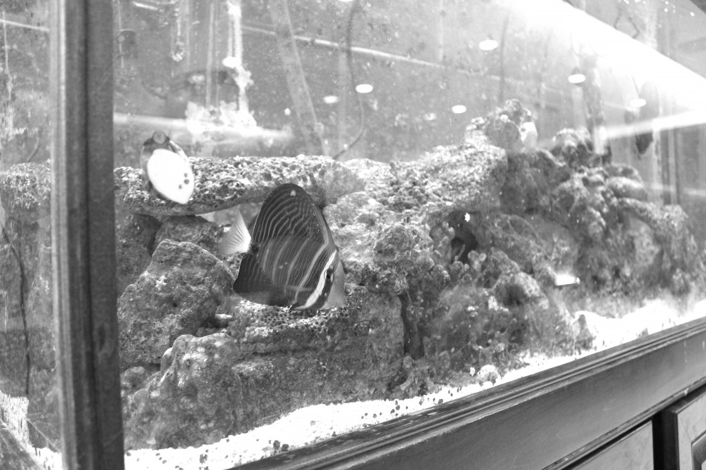 A closer look at some of the creatures within the fish tank on the second floor of the Science and Technology Building. Marine science students are responsible for maintaining this tank.  Photo Credit / Jamie Reese