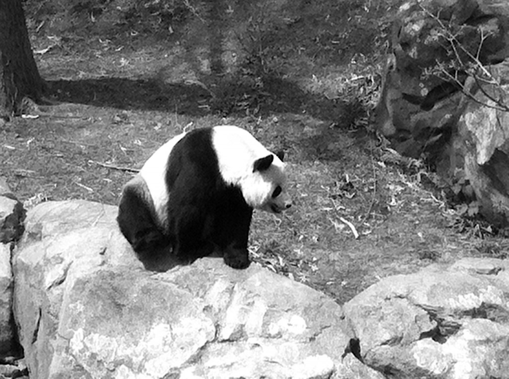 The female giant panda at the National Zoo in Washington D.C. Photo Credit / Rebecca Jasulevicz