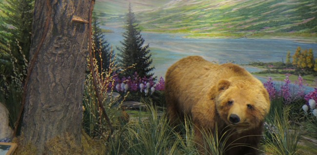 A taxidermic grizzly bear in the Schisler Museum of Wildlife and Natural History Photo Credit / Chris Powers