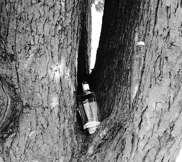 Bottles of alcohol left in a tree on the campus of ESU. Photo Credit / Abigail Dobrowolski