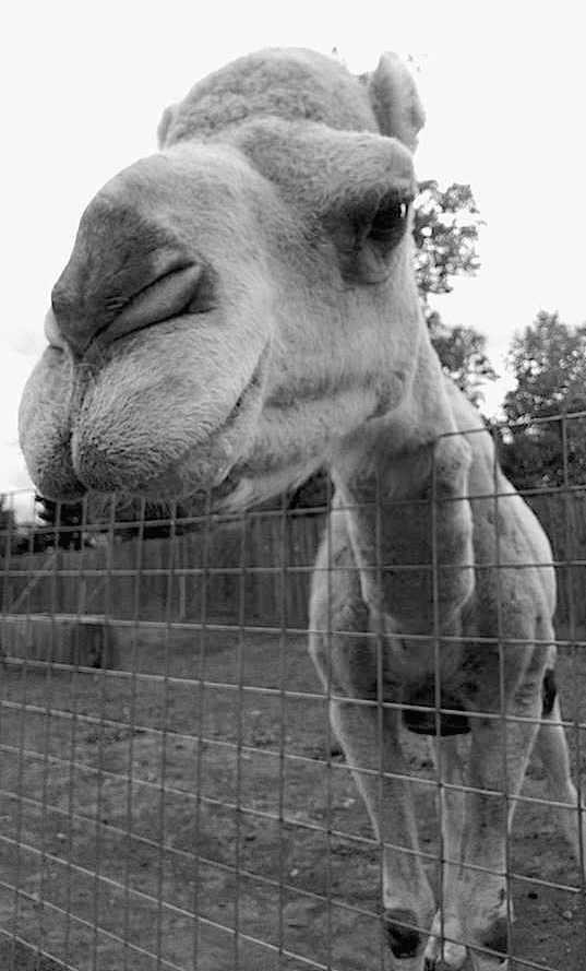 The Dromedary camel at Animal Adventure Park is nearly eight feet tall. Photo Credit / Briana Magistro