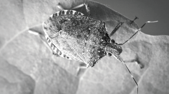 A brown marmorated stink bug crawling on a leaf. Photo Credit / Nick Sloff