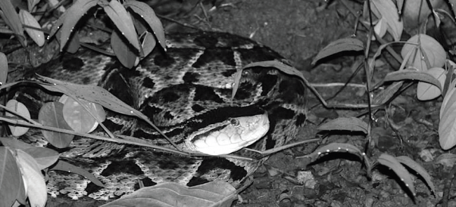 The Terciopelo Viper is one of the most dangerous venomous snakes in the Neotropical rainforest. Photo Credit / Dr. Thomas LaDuke