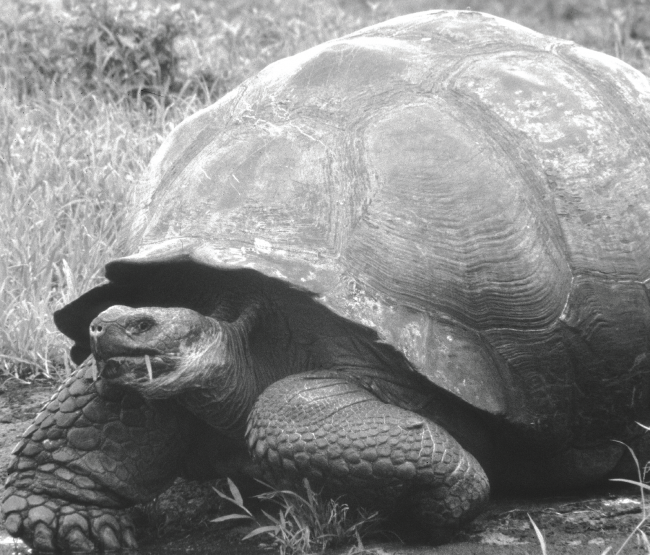The Galapagos Islands, which were discovered by Spanish sailors, were named after the giant tortoises discovered there. “Galápago” means tortoise in Spanish. Photo Credit / Dr. Terry Master