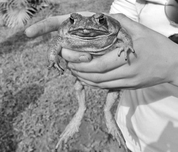 A cane toad that the class spotted while in Costa Rica. Photo Credit / Kathleen LaDuke