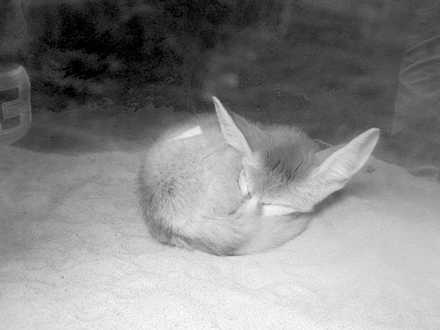 One of the Bronx Zoo’s fennec foxes. Photo Credit / Zachary Gotthardt