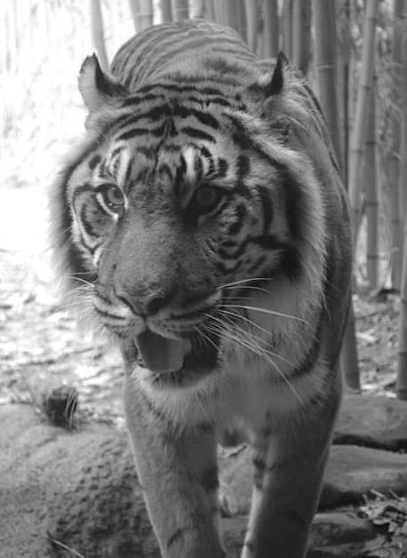 A Bengal tiger currently living in captivity. Photo Credit / Rebecca Carroll