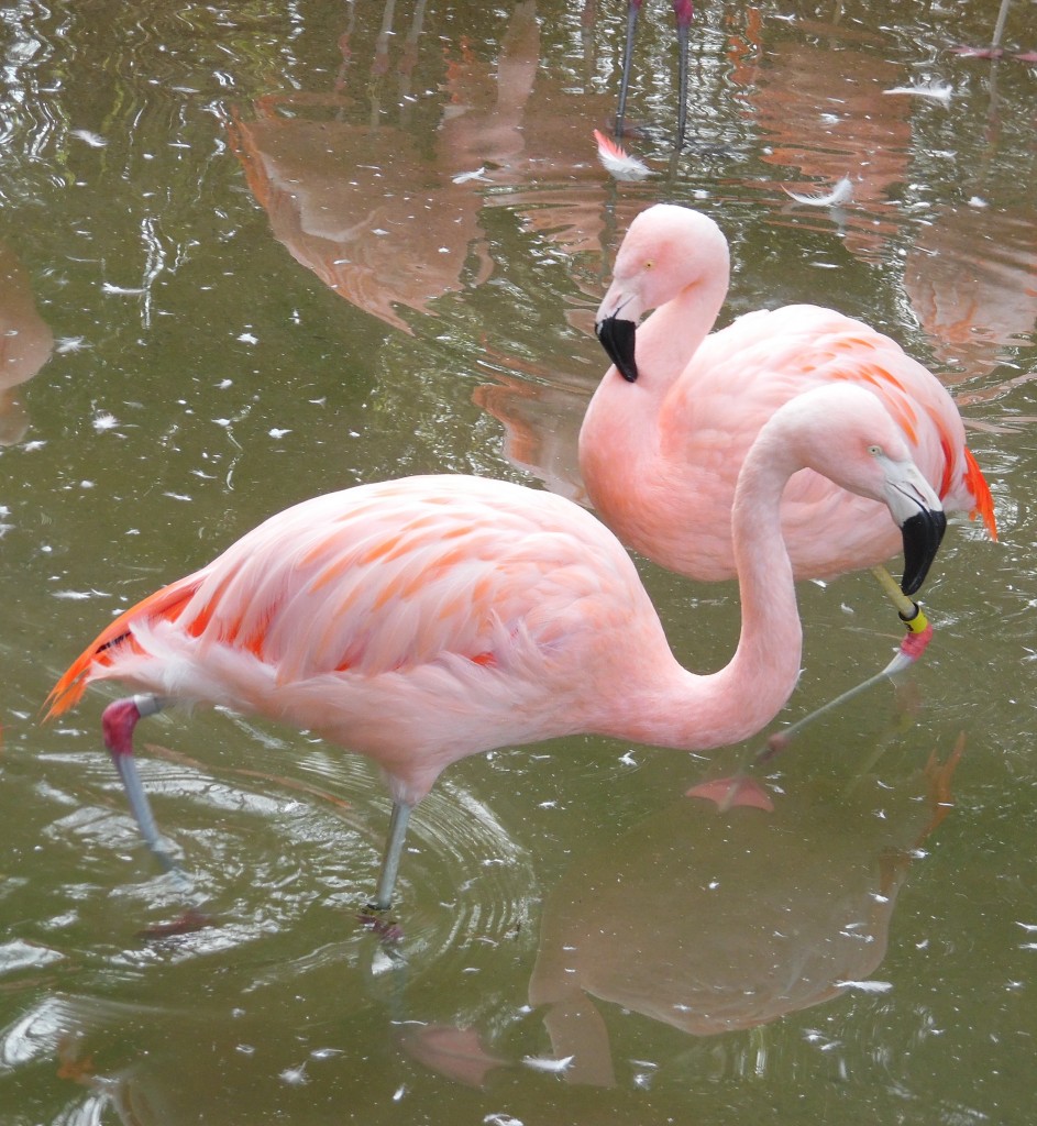 There are six species of flamingo, which live in South America, Africa, and western India. Photo Credit / Briana Magistro