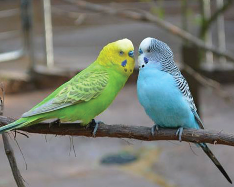 "Budgies" have been selectively bred to possess plethora of colorations. Photo Credit / Rebecca Carroll