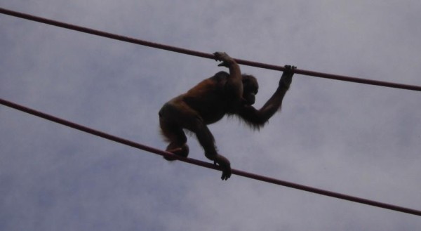 At the National Zoo in Washington, D.C., there are high wires that allow the orangutans to move freely between enclosures. Photo Credit / Lian Mlodzienski