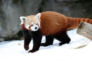 A picture of a red panda for you to swoon over. Photo credit / Pixabay