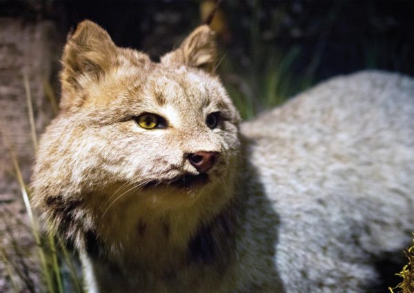This lynx is one of the many residents of the Schisler Museum. Photo Credit / Lance Soodeen