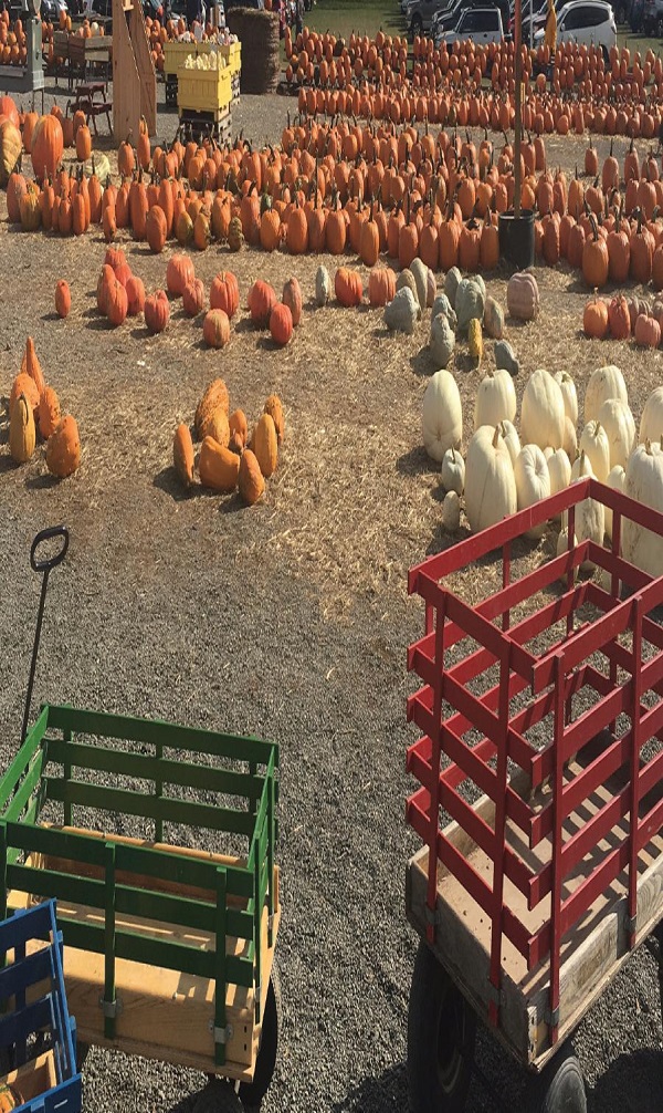 Make sure to pick out a pumpkin while you still can! Photo Credit / Samantha Werkheiser