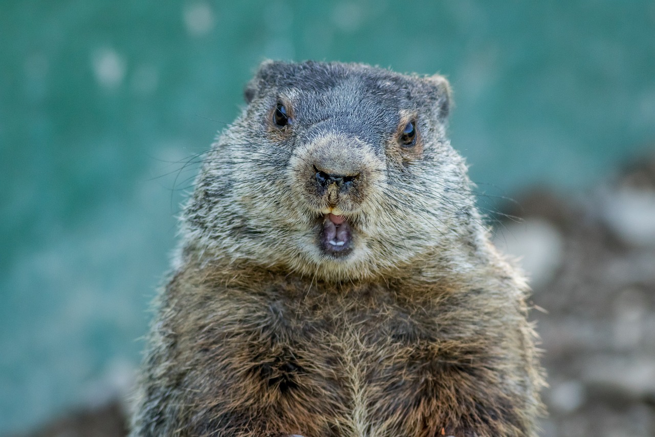Groundhog smiling at a camera.