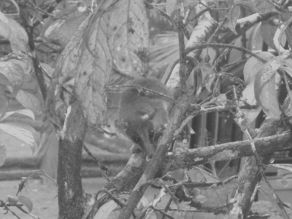 The Mouse Opossum seen by the tropical ecosystems class in Costa Rica. Photo Credit / Zachary Gotthardt