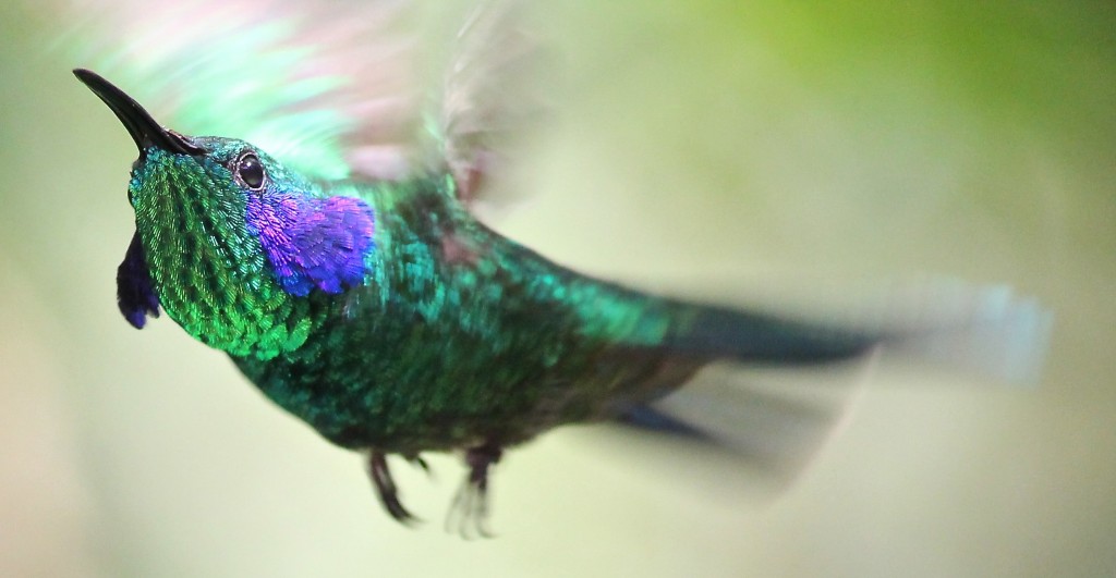 A Green Violetear Hummingbird in flight. Its wings are moving so quickly that they are not visible. Photo Credit / Dr. Terry Master