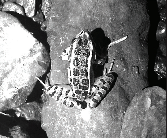 The pickerel frog is a species that can be found locally. Photo Credit / Kathleen LaDuke