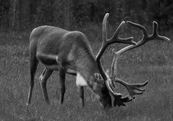 A reindeer grazing in Finland. Photo Credit / Pixabay ©