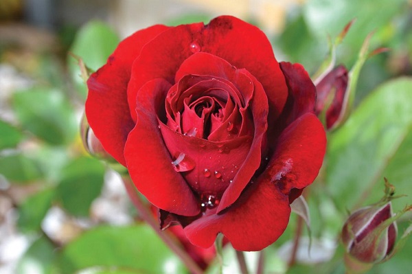 A single red rose is a major symbol in “Beauty and the Beast.” Photo Courtesy / Patricia York