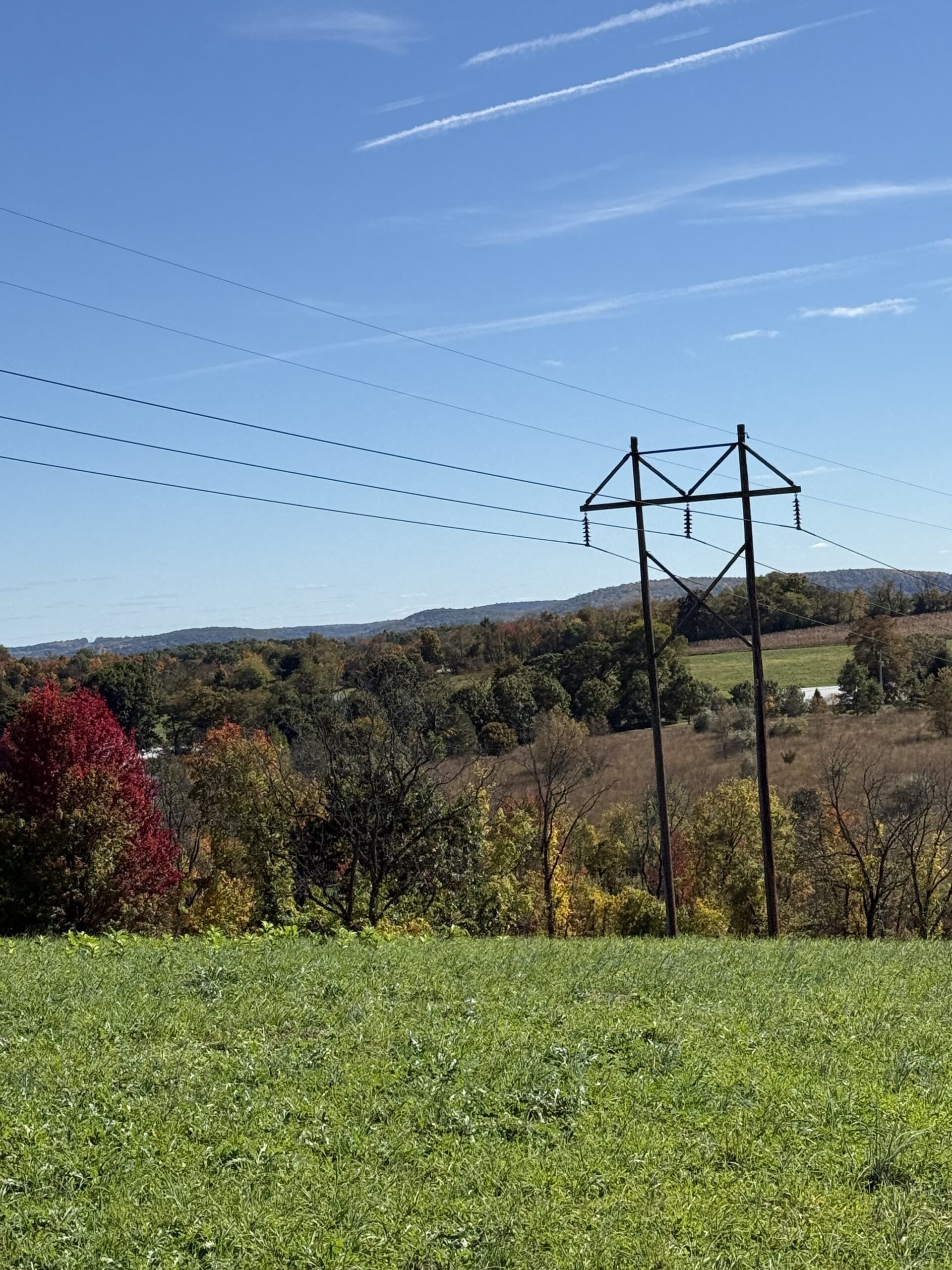 A power line stands amongst trees with many different colored leaves