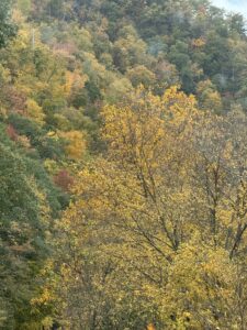 Trees with yellow leaves
